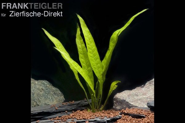 Javafarn Microsorium pteropus -Mutterpflanze-
